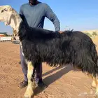 فحل نجدي مشروط