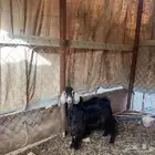 تيس للبيع