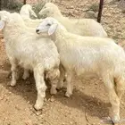 رخال تضحي تم البيع