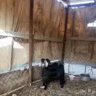 تيس للبيع