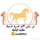 مربط السكب عروض يوم الوطني