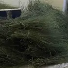 مرخ اخضر طازه