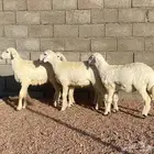 ارخال حري( تم البيع )
