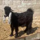 تيس طيب للبيع