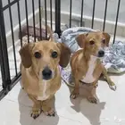 كلاب هوت دوق