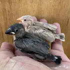 فروخ جاوا محلي للتربيه