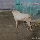 للبيع تيس فحل مشروط السن موضح بالصوره