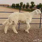 للبيع حريه صنف