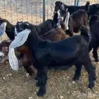 جفرات عوارض تم البيع
