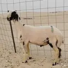 جذع مشروع فحل طيب