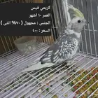 فردات كروان طفره لا اهل الطفرات