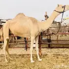 هجن عشراء جاهز للظراب