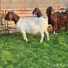 4 ماعز كلهاري وهجين بورقت وأصل
