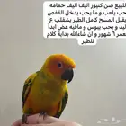 طيور