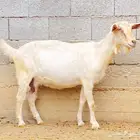 عنز سانين