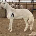 مشاريع فحول حريه صنف الصنف ضغط عالي