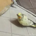 كوكتيل كروان