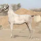 مهره عربيه غير مسجله الطبع ممتاز