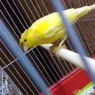 طير كناري للبيع ذكر