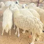 حريات متابيع تم البيع