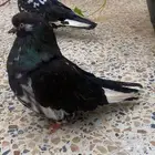 حمام زينه مشكل للبيع جمله الحد 250 للجميع