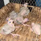 متوفر فروخ كروان العمر اسبوع