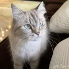 قطط تربية