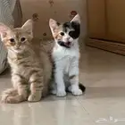 قطط لتبني