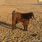 للبيع مشروع فحل تيس مصري بشامي