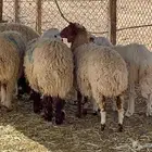 لية خروف وكبده وكرش وروس غنم وتيوس