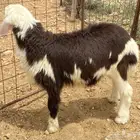 طلي يضحي. تم البيع