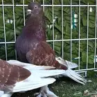 طبه تركي تفاحي