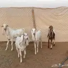 معزا جفار بيض للبيع