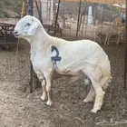 مشاريع فحول حريه صنف الصنف