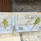 ببغاء دره نيبالي