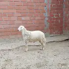 خروف حري