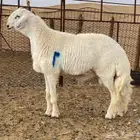 مشروع فحل فااخخر وناهي