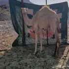 بكره عمرها 5شهور مثل منت شايف البكره زينه وخاليه من الوالجرب