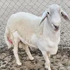 فحل حري كفو