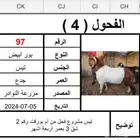 مشروع فحل عارضي هجين البور