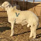 مشاريع فحول حريه صنف الصنف درجه اولى