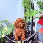 متوفر جراء بودل  mini poodle