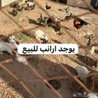 القريات طبرجل للبيع ارانب وبذار بصل