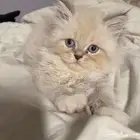 قطط منزليه للبيع لايجي الا الصامل