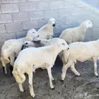 خرفان ذبايح