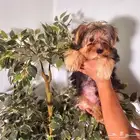 متوفر للبيع جراء يوركشاير للبيع