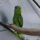 أنثى يلوناب منتجه بشهاده