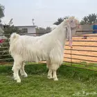 تيس ابيض فاخر