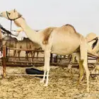 هجن لقحه بدري