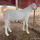 مشروع فحل اصهف فاخر